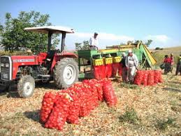 Türkiye’nin önemli soğan üretim merkezlerinden Amasya’da üreticiler, hasada devam ediyor.