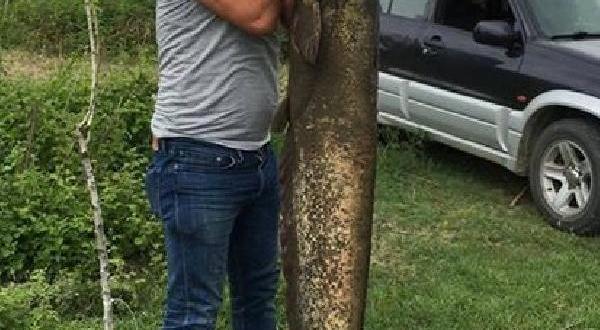 amasya yeşilırmakta 2 metre 58 kilo ağırlıgında yayın balığı yakalandı
